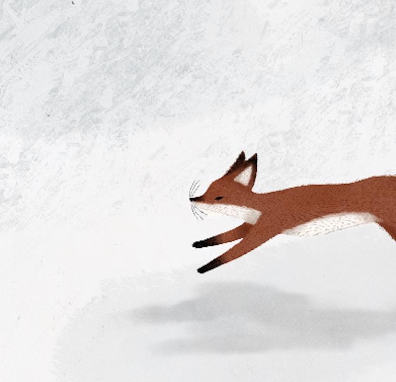 Volpi nella neve