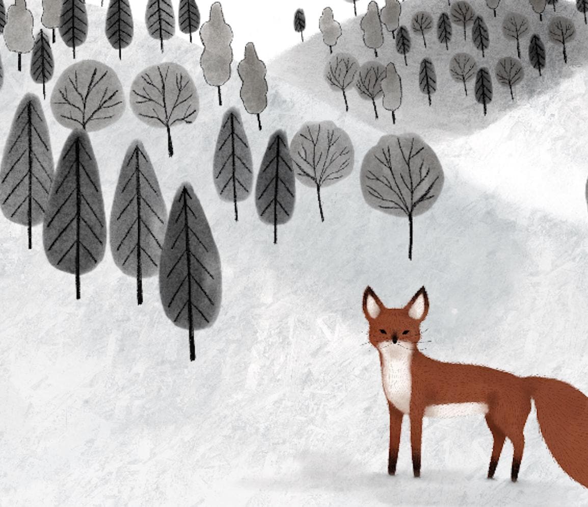 Volpi nella neve